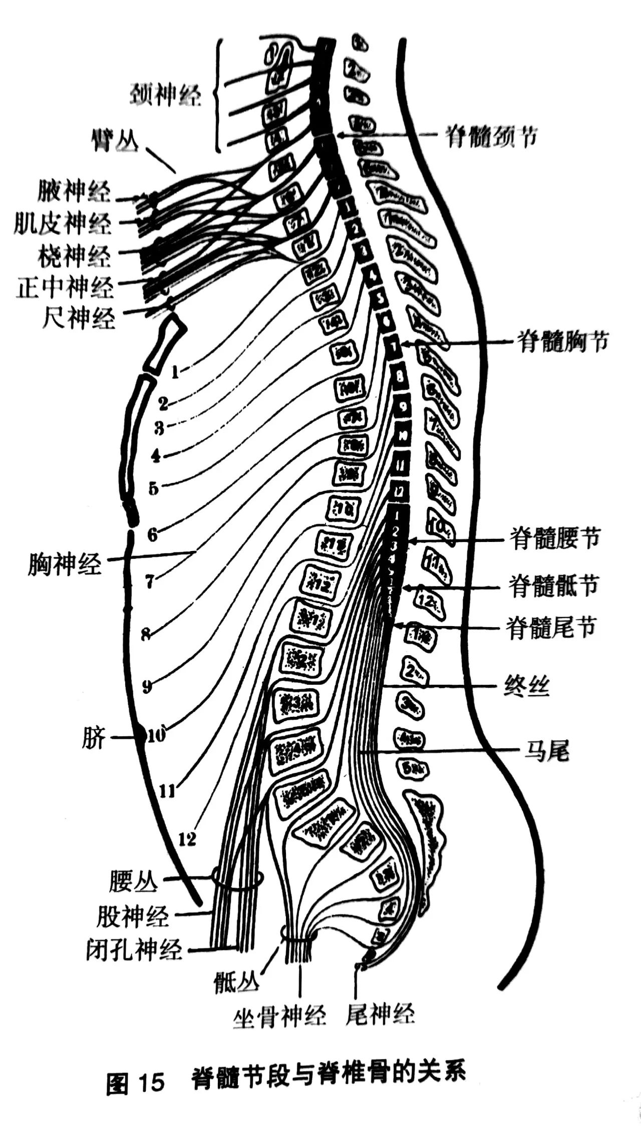 专业分享 | 关于脊髓的所有解剖学知识都在这了,快