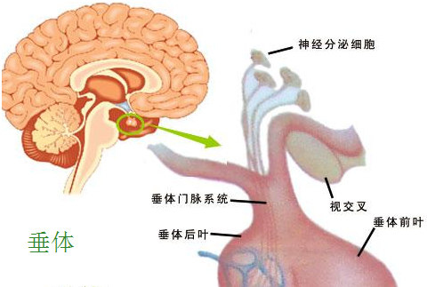 垂体瘤为什么会复发