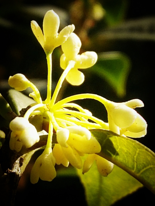 桂花清香,飘满泸江公园