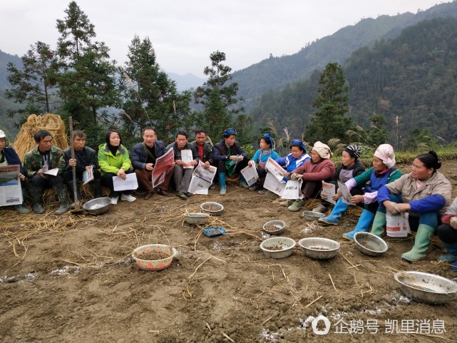 11月21日,贵州省丹寨县雅灰乡党委书记罗运波到雅灰乡上从村元胡种植