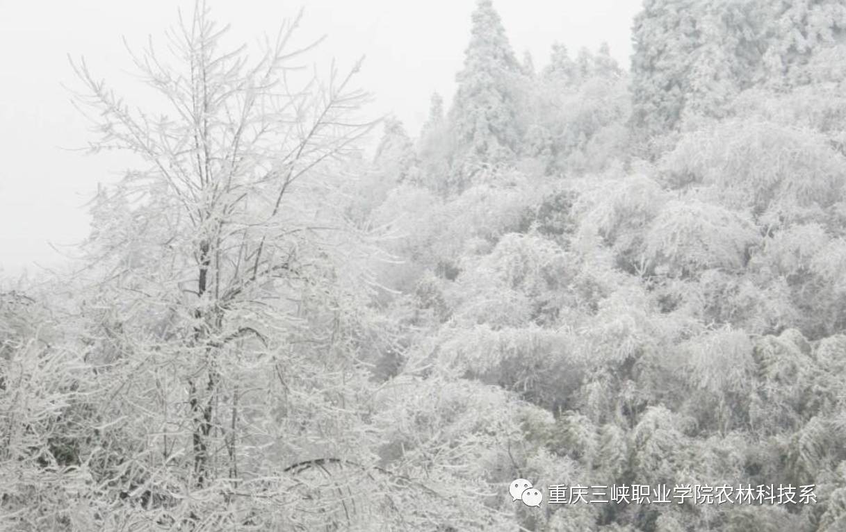 小雪—白色的季节