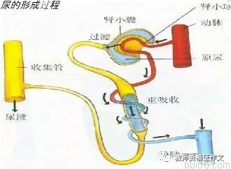 【面试案例】生物《尿的形成和排出》