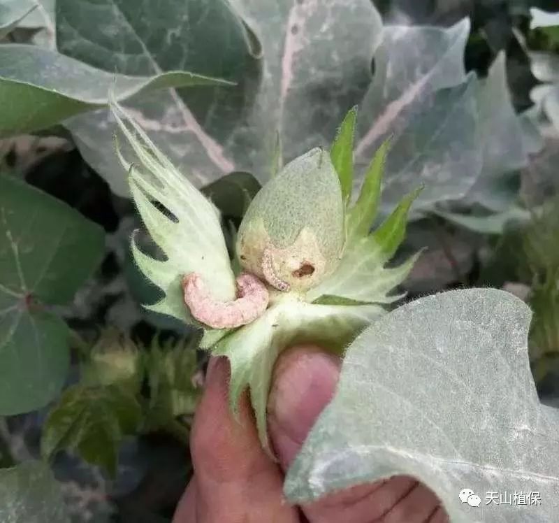 说说棉花田最大个体的虫害,棉铃虫!