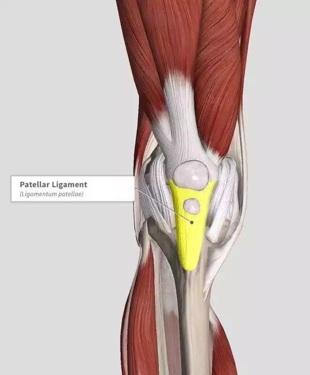 髌腱末端病的一种,发生在经常跑跳的运动爱好者. 髌下脂肪垫炎