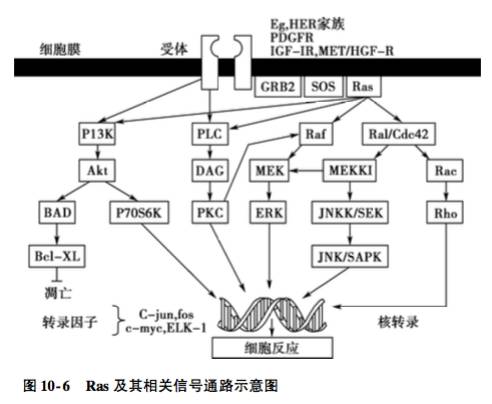 [新书连载 脑胶质瘤干细胞耐药相关信号通路 刘福生《脑胶质瘤基础