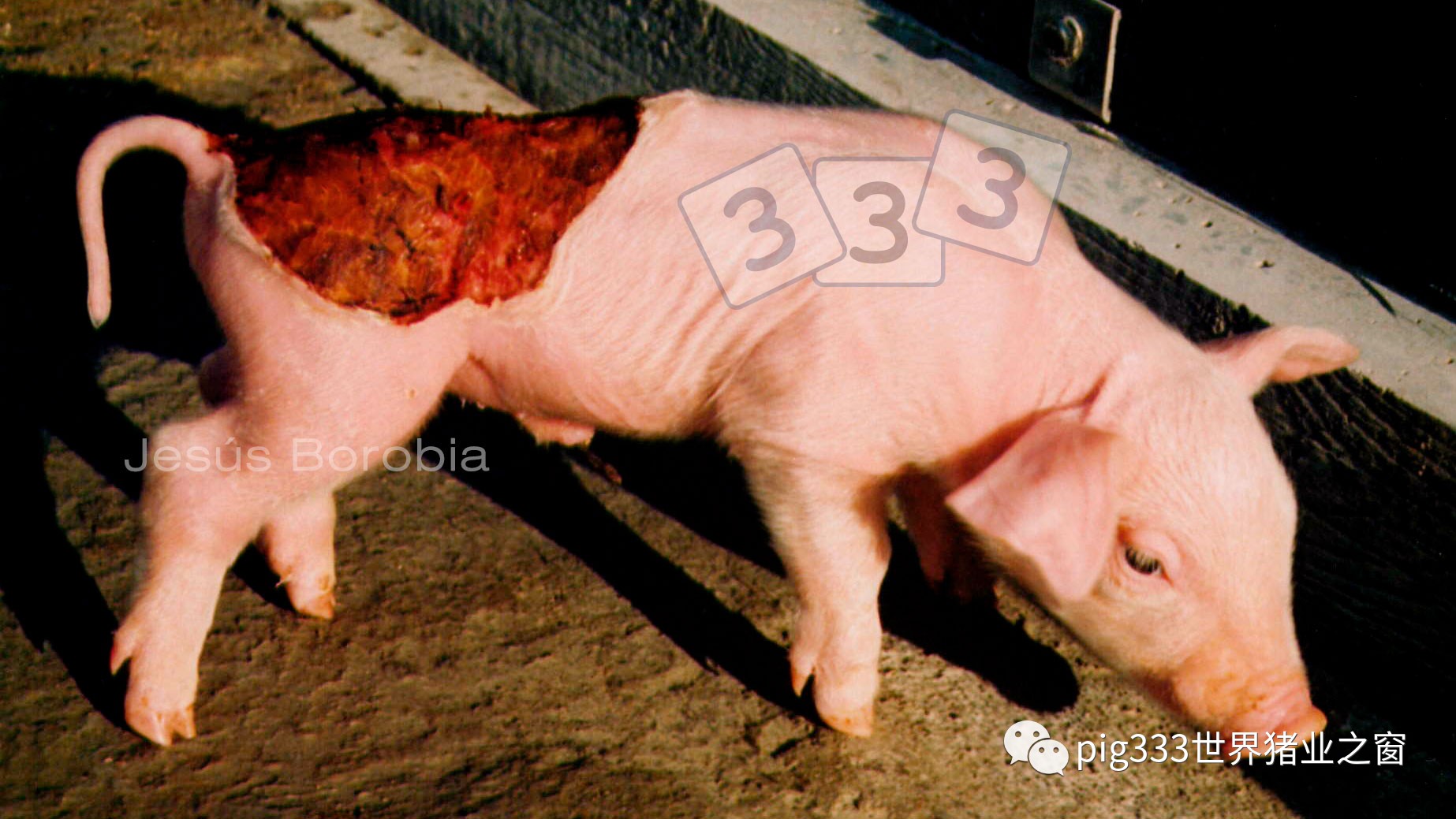 该状况是小猪出生时身体一定区域没有皮肤覆盖.