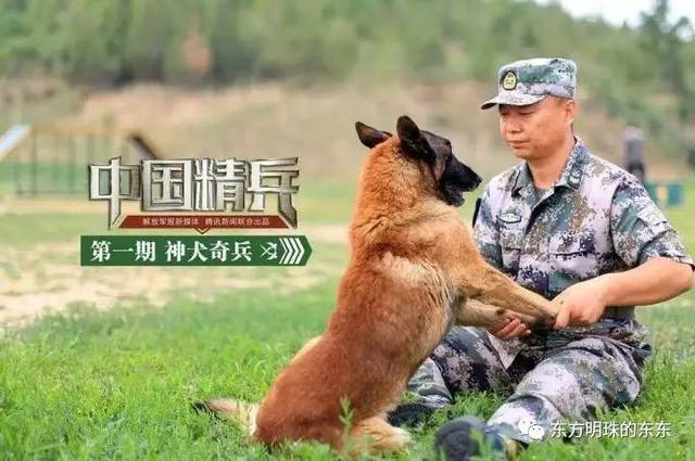 综艺| 《奇兵神犬》首播收视第一 兵犬情深看哭观众