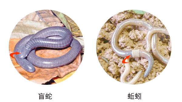 最小的一种体型细小,善于掘洞因此常常被误认为是蚯蚓盲蛇是脊椎动物