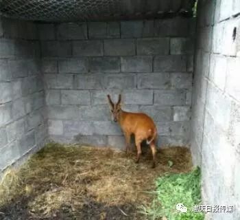 麂子,豪猪,环颈雉,孔雀…… 莫非虎跳峡建野生动物园了