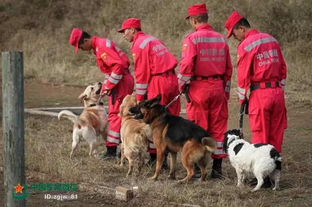 军中"犬王"贾树志的心愿:自己老了去世了,把身体捐给搜救犬事业!