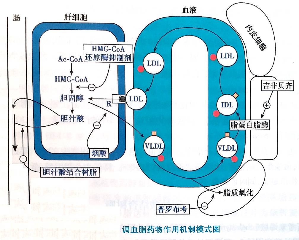 瑞伐他汀等)属于hmg-coa还原酶抑制剂,可以阻止肝脏合成胆固醇