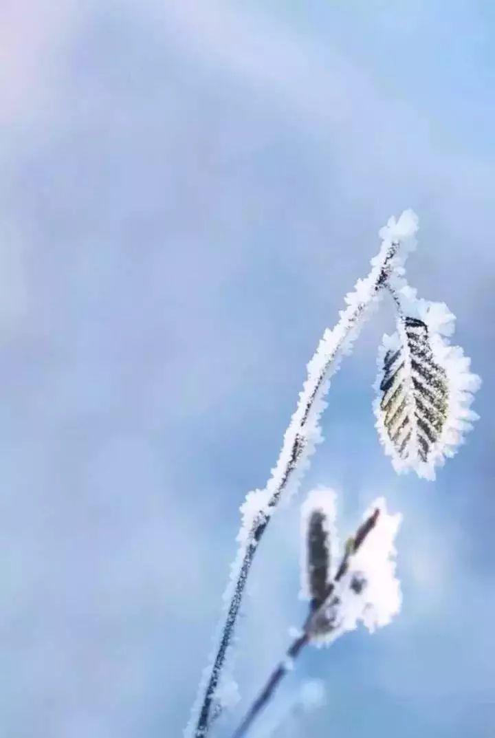 湾塘路间挺立的紫荆桂树, 市民广场里沉睡的燕尾蝶, 一桥头上车子