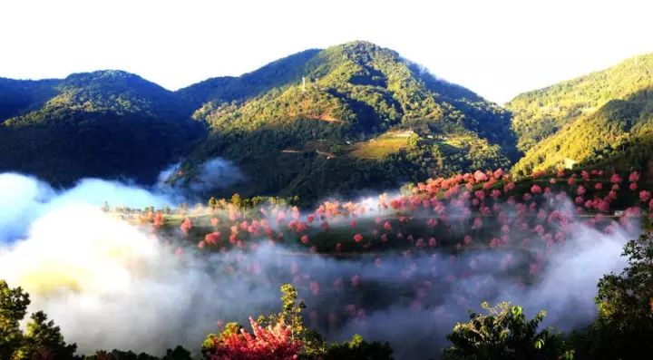 云县-无量山樱花谷-大理 /住宿大理