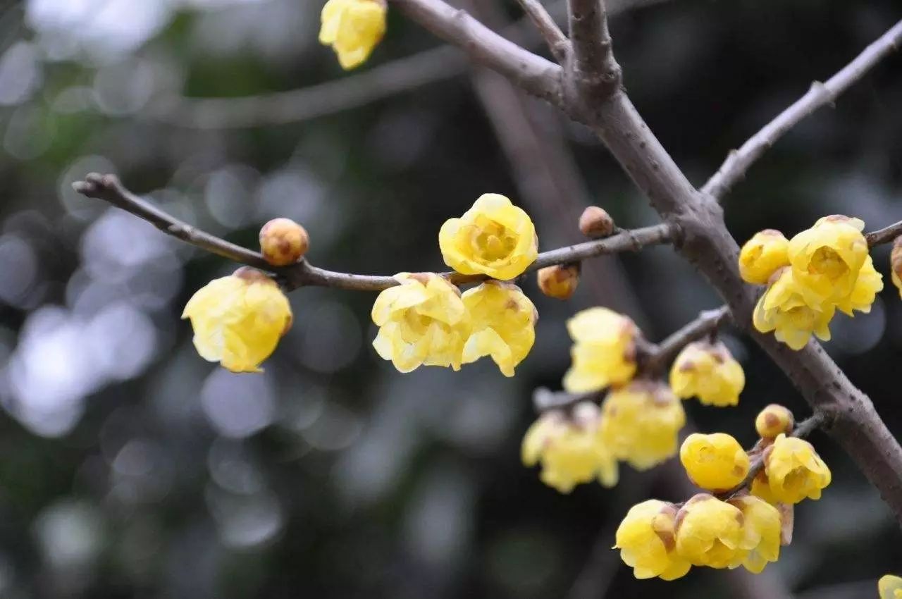 2018年春节适合养的六种花，即吉祥又喜庆