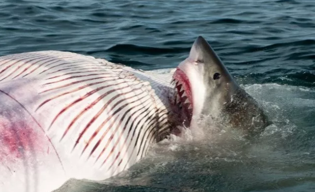 无人机捕捉到罕见一幕:鲨鱼鳄鱼共享死鲸大餐
