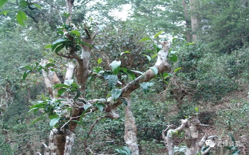 老徐谈茶63期母树茶古树茶野放茶荒山茶究竟有什么不同