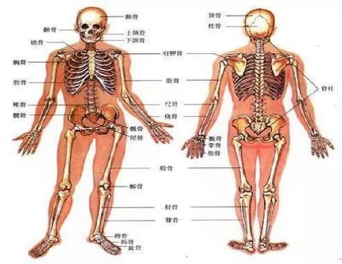 人体中有206块骨头,都靠关节的连结来负担重量和进行活动.