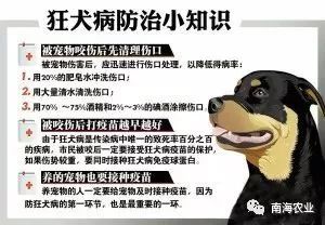 南海可免费接种狂犬病疫苗,错过可后补!时间地点在这里