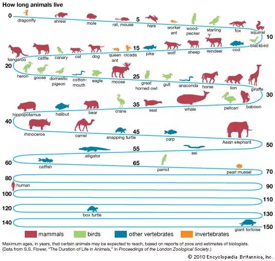 各种动物的寿命学过初中数学的人应该明白,把上面这两个规律结合
