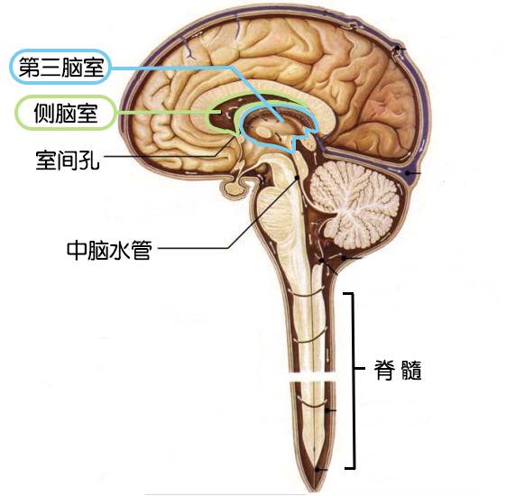 产检发现宝宝侧脑室增宽,脑积水了?