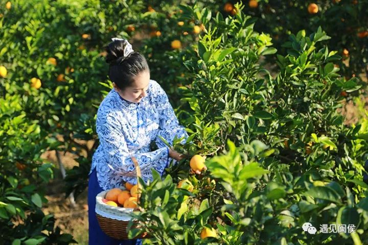 白沙镇人民政府主办 闽侯县福州军博园景区承办的 金秋采摘乡村旅游