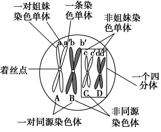 1,识图区分染色体,染色单体,同源染色体,非同源染色体,四分体,姐妹