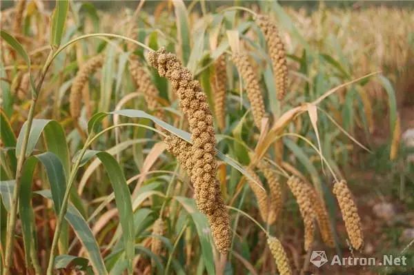 传入中国的小麦种植并不普及,中国北方的大部地区还以种植粟和黍为主