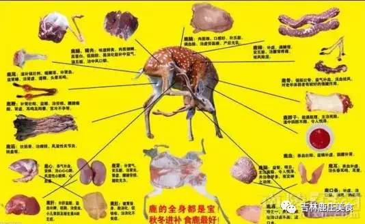 全鹿火锅食一餐送一餐劲抵啊身体马上妥妥被补满