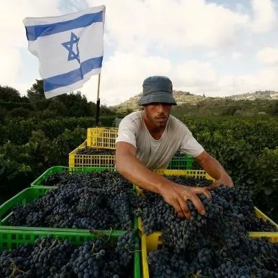 由于不用化学肥料和杀虫剂,以色列葡萄酒可以称之为有机葡萄酒.