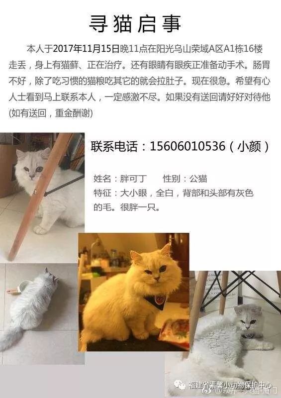 如有发现请联系电话13659442720 张小姐,定有酬谢 , #代发寻猫启示