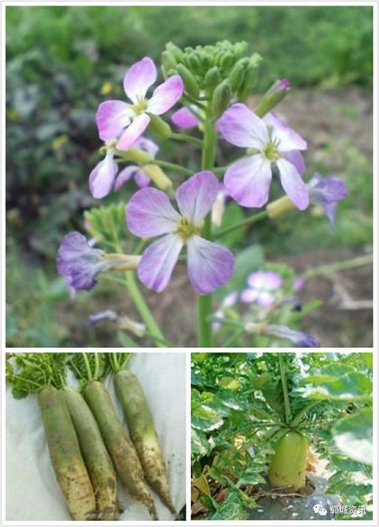 大萝卜花开丝瓜花开茄子花开菠菜花开南瓜花开大白菜花开西红柿花开