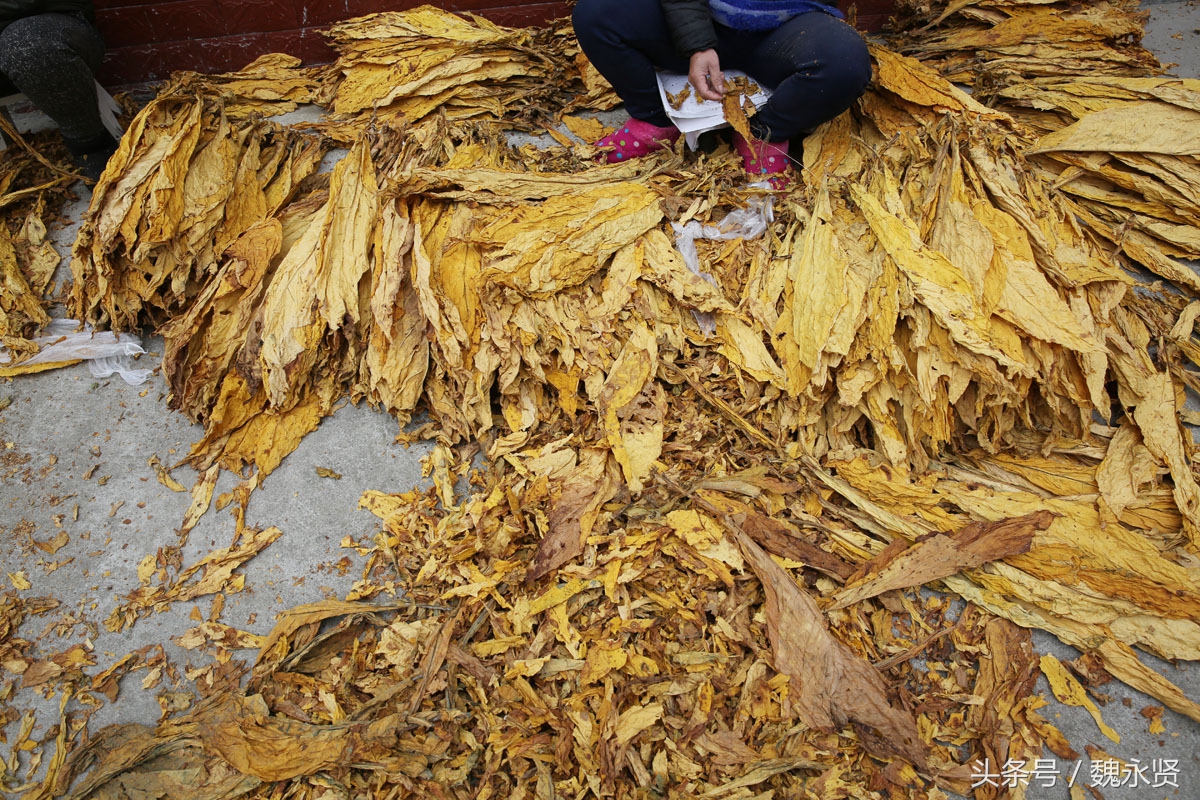 这家的女主人说,去年一亩烤烟能产300斤干烟叶,净挣2000元,今年能挣