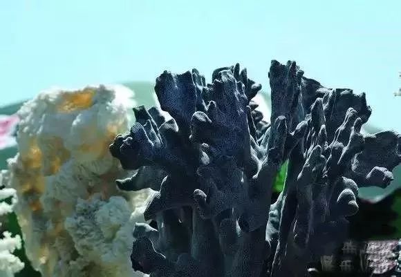 文化 正文 海柳学名"黑珊瑚",是珍贵的有机宝石之一,自古以来人们习惯