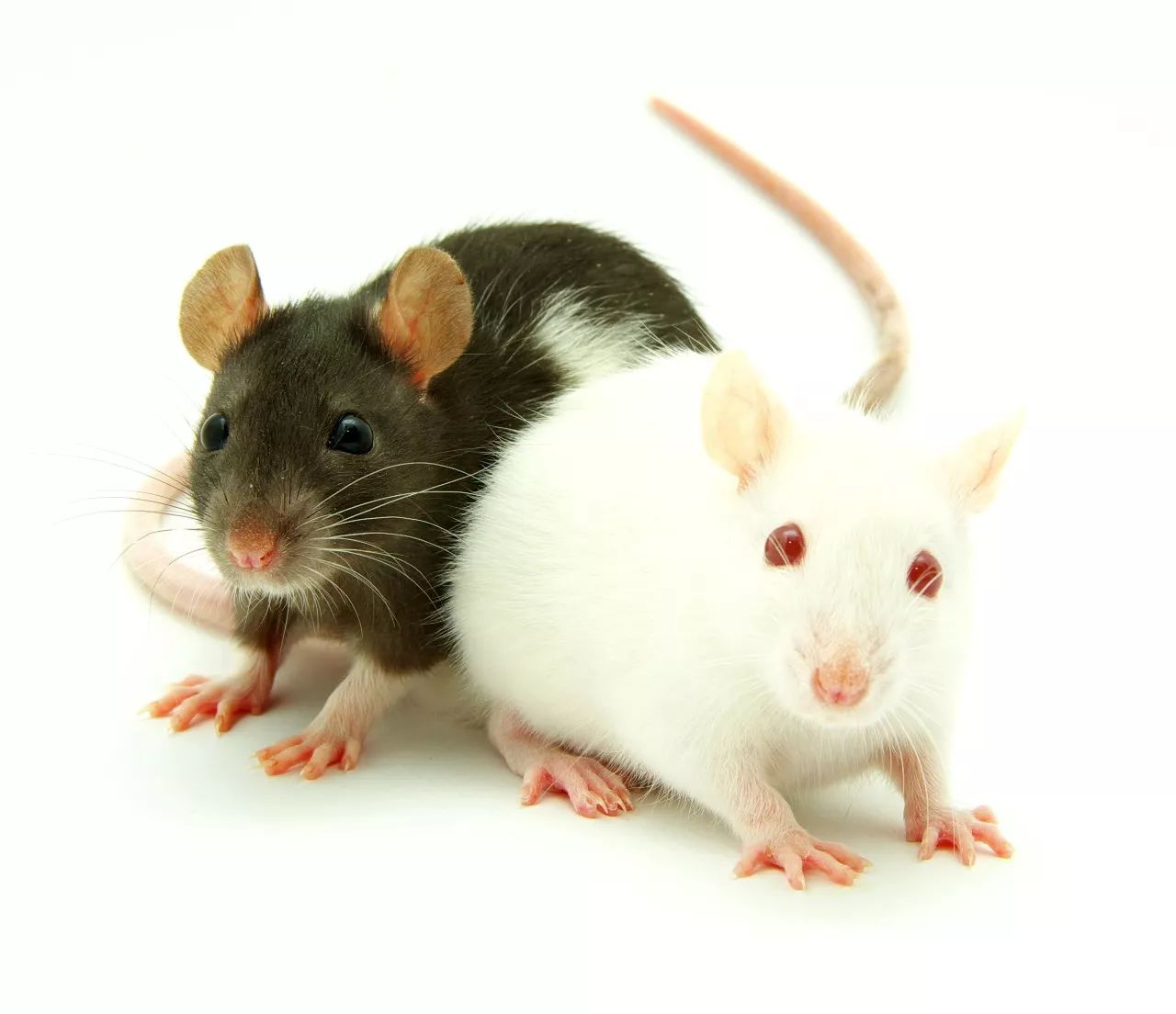 大鼠实验摄影图片-大鼠实验摄影作品-千库网