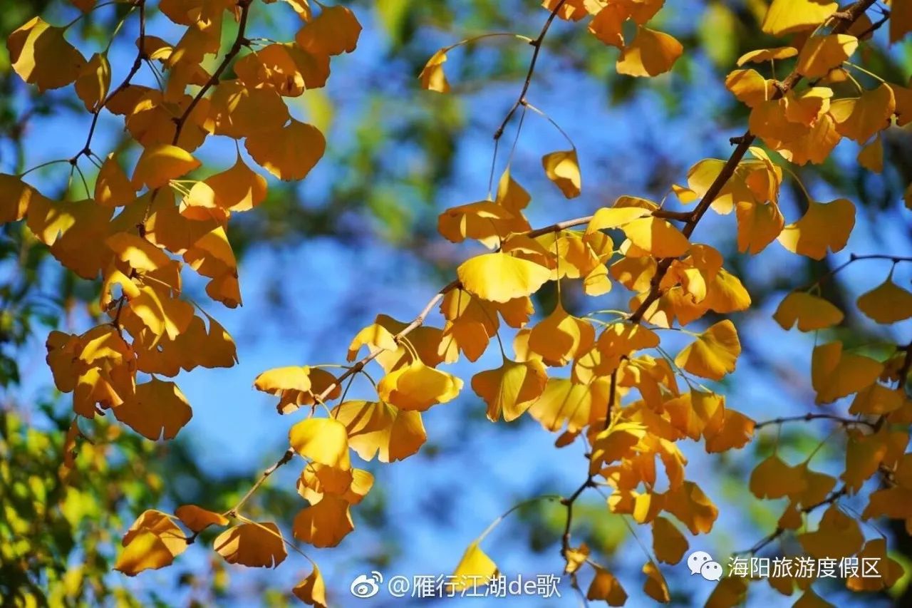 海阳国家级旅游度假区的初冬风情