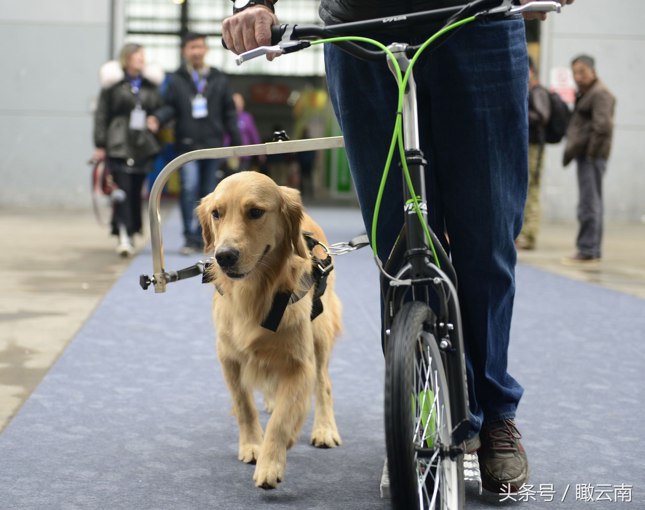 老外在中国训犬8年 70岁创中国首台遛狗神器