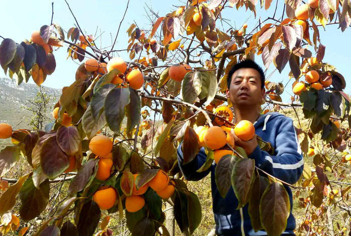 陕西富平:深秋时节柿香浓,铭辰柿饼低调上市啦