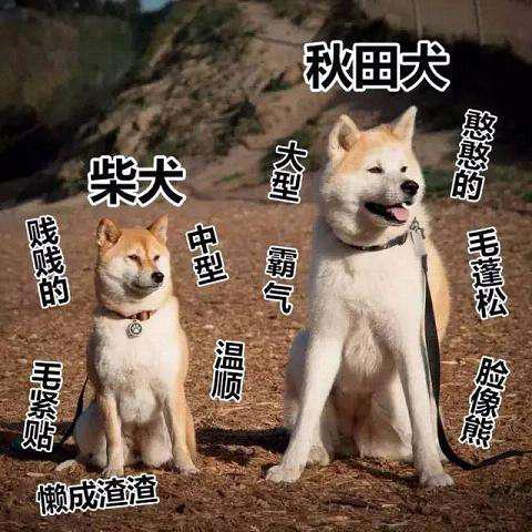 秋田犬可不是表情包 它的故事曾创造54亿日元的票房!