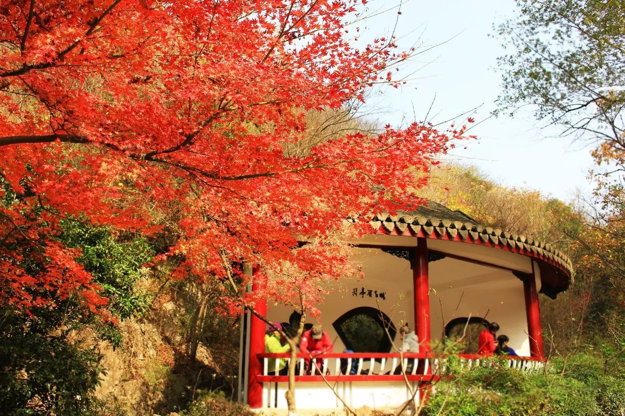 南京栖霞山赏枫叶