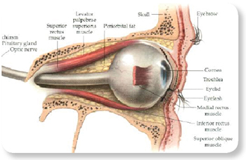 眼轮匝肌(orbicularis oculi muscle) 3.