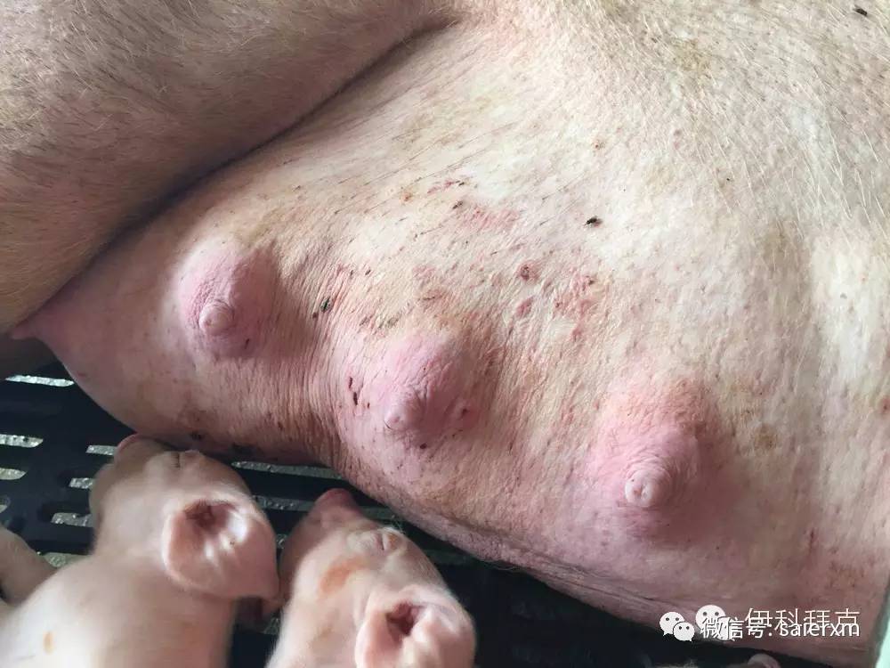 患病母猪乳房潮红,肿胀,发热,发硬,有疼痛感.