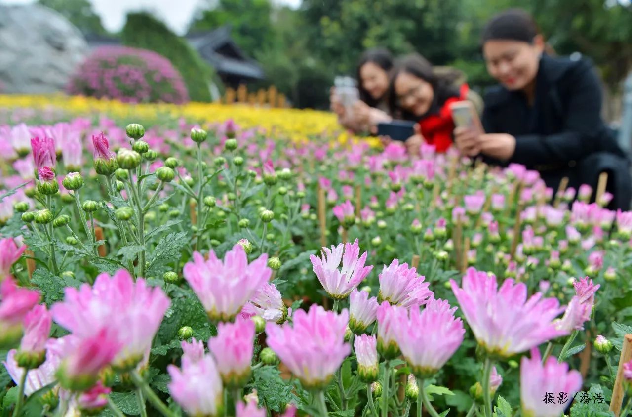 菊花怒放,金秋佳境——青秀山菊花展周六正式开幕