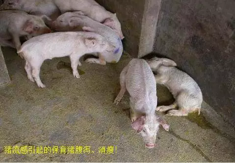 猪伪狂犬病病毒引起哺乳仔猪腹泻的治疗