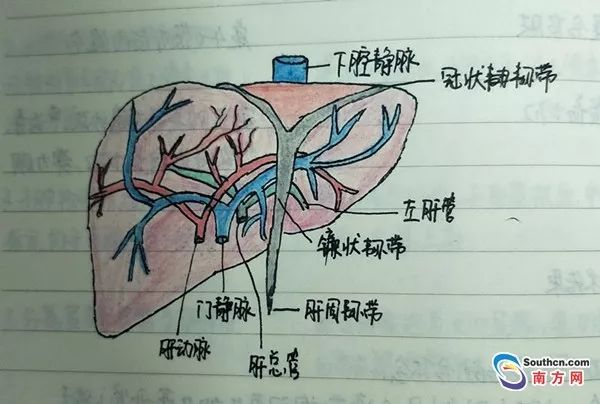 被医学耽误的"画家"!手绘解剖图连医生也自叹不如