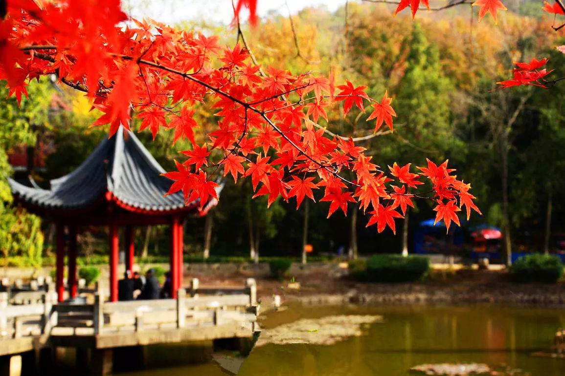 南京栖霞山赏枫叶