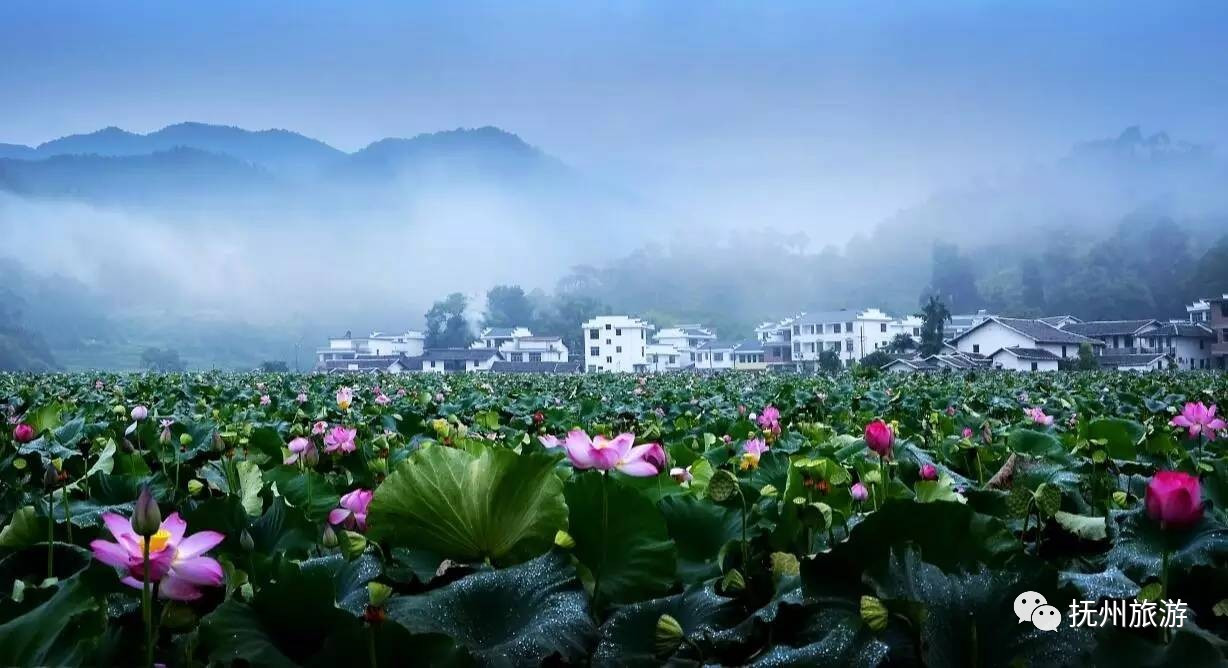 每年盛夏时节,莲花竞相斗艳 姚西成为全国乃至全世界观莲 只在每年的6