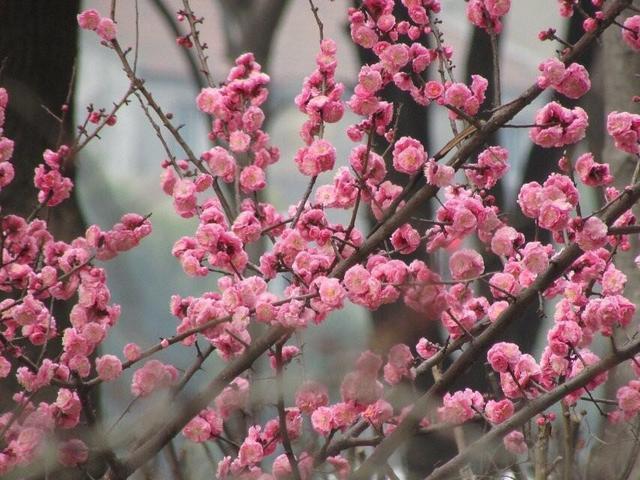 八字桃花查询指南