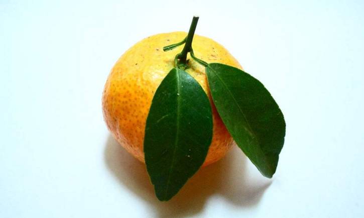 橘子叶常常被大家忽略.