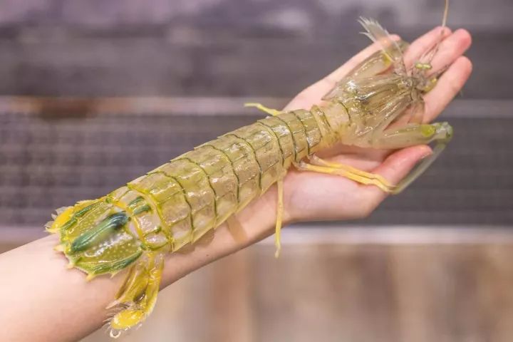 长度是手掌两倍的泰国进口富贵虾,个头也比其他虾大了两倍.