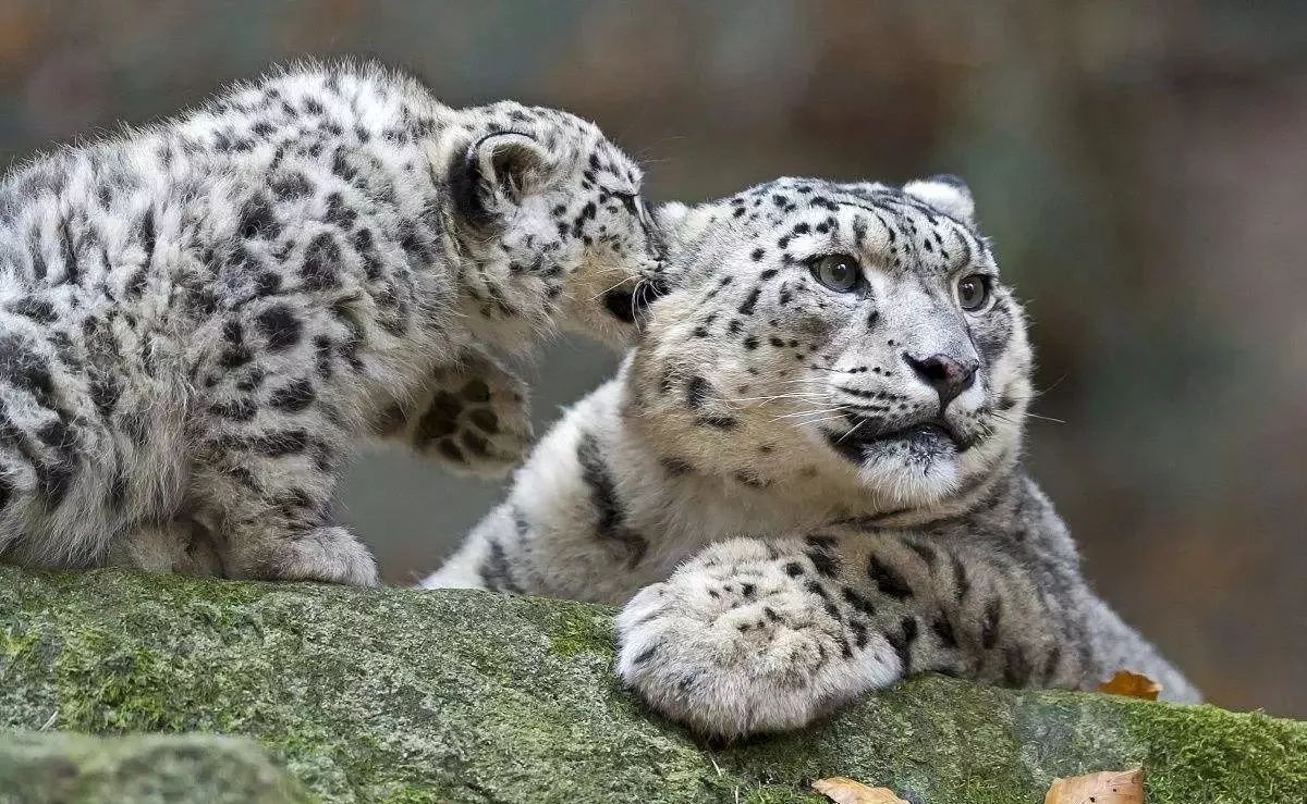 由于保护的好~雪豹从濒危物种名单剔除 三江源区雪豹数量1000只以上.